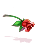 Rosa Escarlate do Veterano