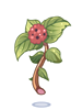 Lantana