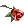 Rosa Escarlate do Veterano