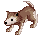 Baby Desert Wolf