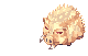 Selvagem Dourado
